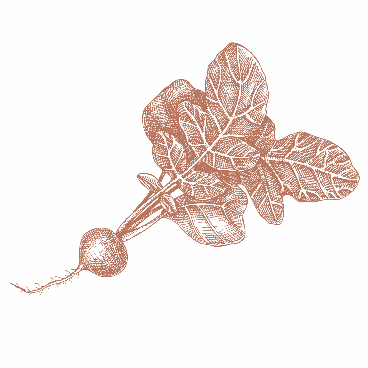 Street Festival Terra Madre Americas street-festival-terra-madre-americas